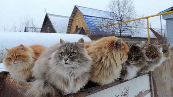 Welcome to Koshlandia, the extravagant land of Siberian cats