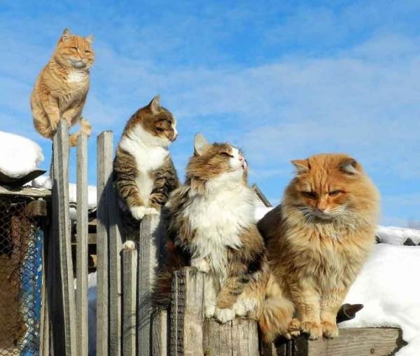 Bienvenido a Koshlandia, la extravagante tierra de los gatos siberianos