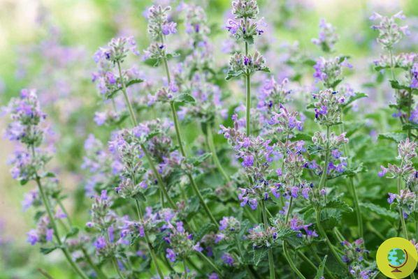 These 5 easy-to-grow plants will keep you away from mosquitoes