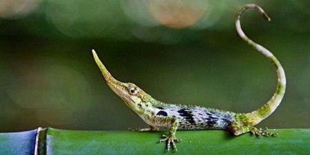 Lagarto Pinocho: el lagarto extinto hallado en Ecuador