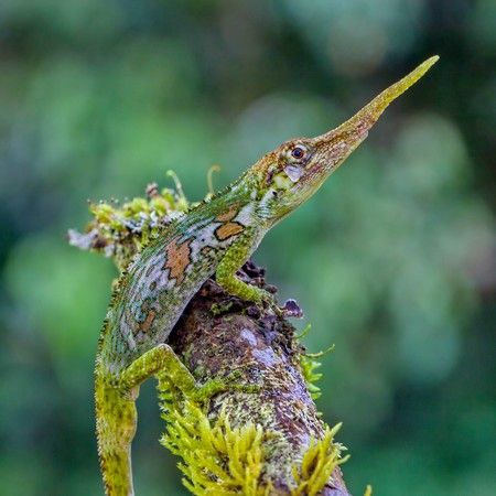 Pinocchio Lizard: the extinct lizard found in Ecuador