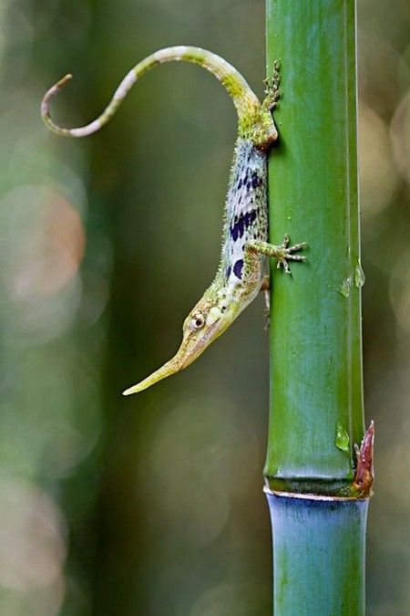 Lagarto Pinocho: el lagarto extinto hallado en Ecuador