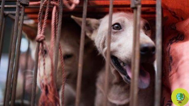 Dog meat: 5 reasons to stop at the Yulin Festival (PETITION and VIDEO)