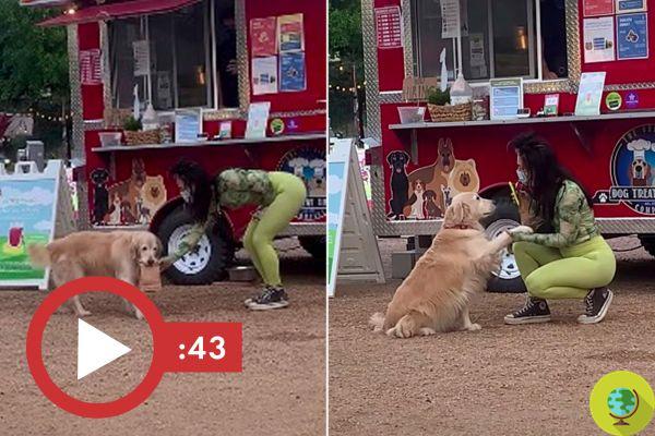 Vendedores de petiscos para cães: caminhões para animais de estimação enlouquecem nos EUA (vídeo)