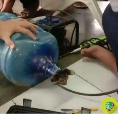 Bombeiros resgatam um gatinho adorável preso em uma garrafa de plástico abandonada na rua
