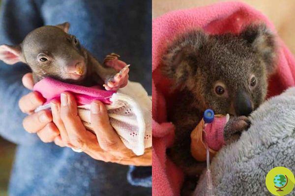 Koalas and marsupials injured in the fires, to help them, small bags are sewn by hand to contain them