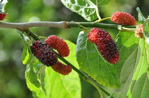 10 edible ornamental plants