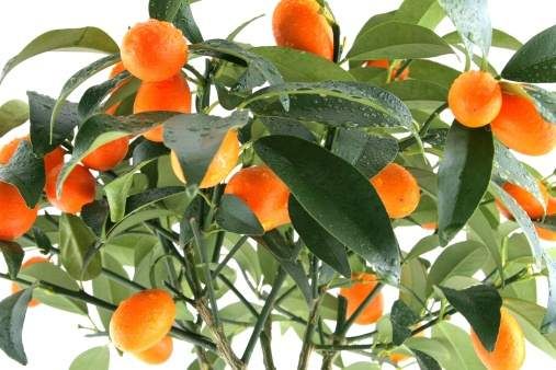 10 edible ornamental plants