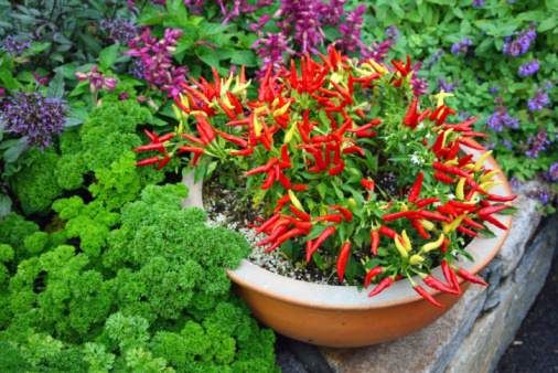 10 plantas ornamentales comestibles