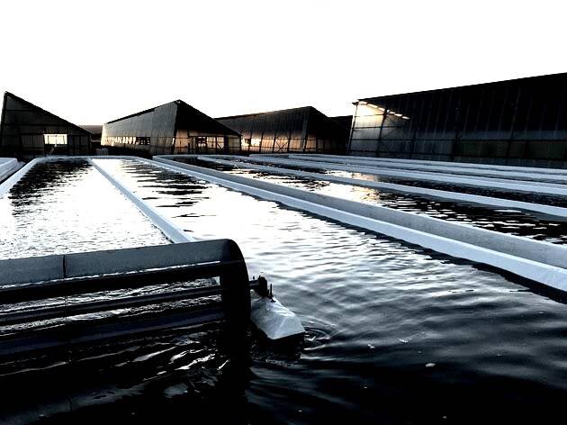 Spirulina: o superalimento do futuro também é cultivado na Sardenha. Duas novas fábricas inauguradas