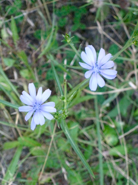 Chicory: properties, uses, nutritional values ​​and contraindications