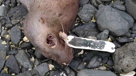 El drama de las focas y leones marinos asfixiados por la basura (fotos)