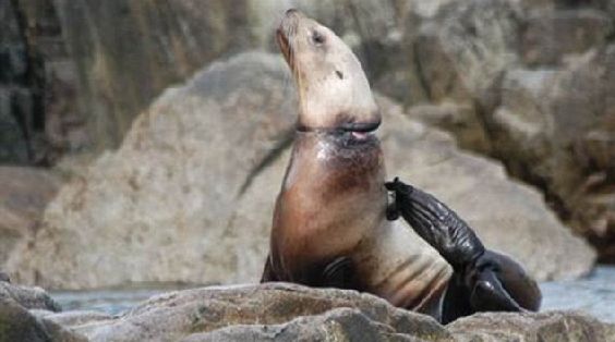 O drama das focas e leões marinhos sufocados pelo lixo (fotos)