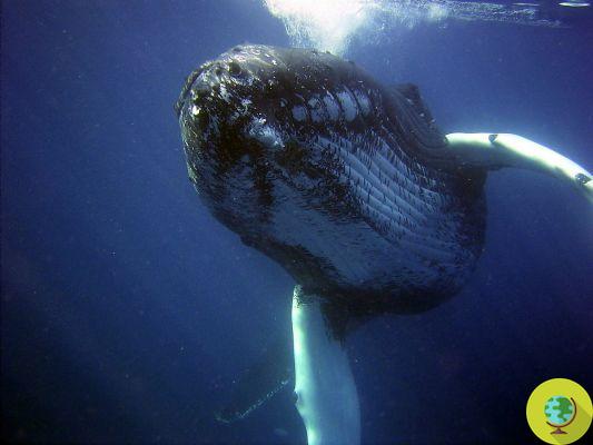 La mort des baleines au cours des 40 dernières années est la faute de l'homme