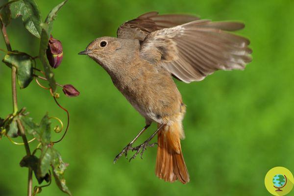 #Observação de pássaros de varandas e janelas: os pássaros que você pode ver (e como identificá-los)