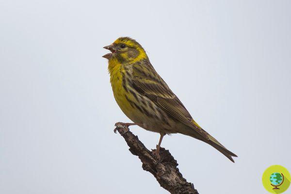 #Observación de Aves desde balcones y ventanas: las aves que puedes ver (y cómo identificarlas)