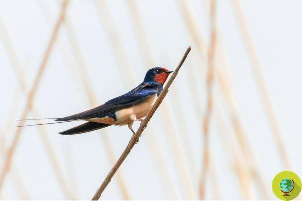 #Observación de Aves desde balcones y ventanas: las aves que puedes ver (y cómo identificarlas)