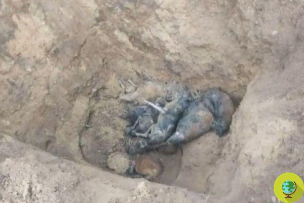 Descubren fosa común en India con 150 perros envenenados enterrados vivos