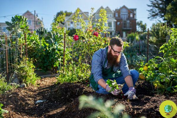 Jardinagem e hortas urbanas: os 10 erros dos iniciantes