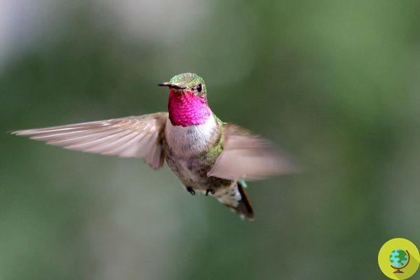 Hummingbirds can see colors we don't even imagine. I study