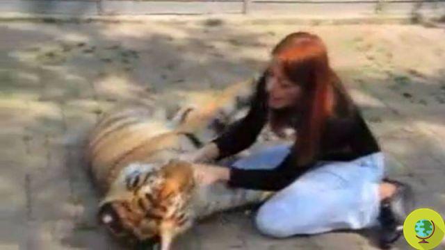 La vidéo du ministre Brambilla jouant avec le tigre. C'est tout de suite controversé