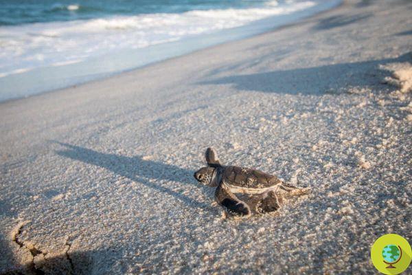 Volunteers wanted to monitor the nesting of sea turtles in Cyprus