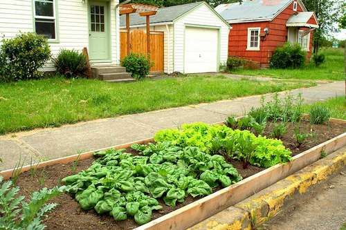 Urban gardens: 10 tips to reduce pollution and contamination