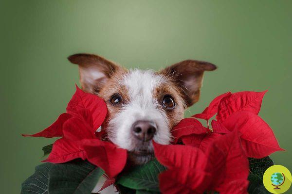 If this is the case, your cat (or dog) has eaten the poinsettia and you should take him to the vet right away. 