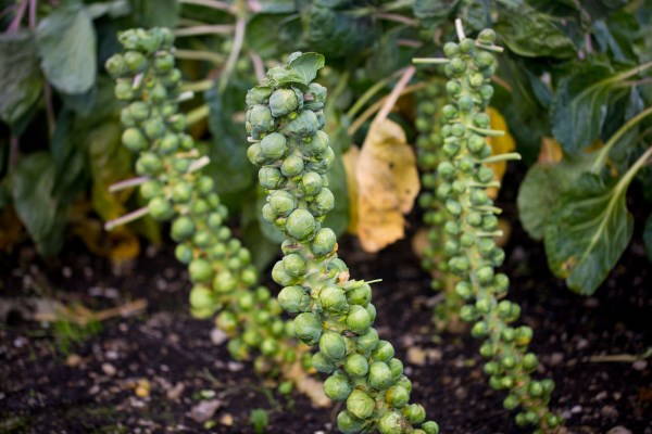 15 surprising foods you (maybe) don't know which plant they grow on 