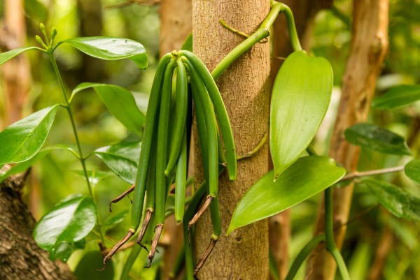 15 surprising foods you (maybe) don't know which plant they grow on 