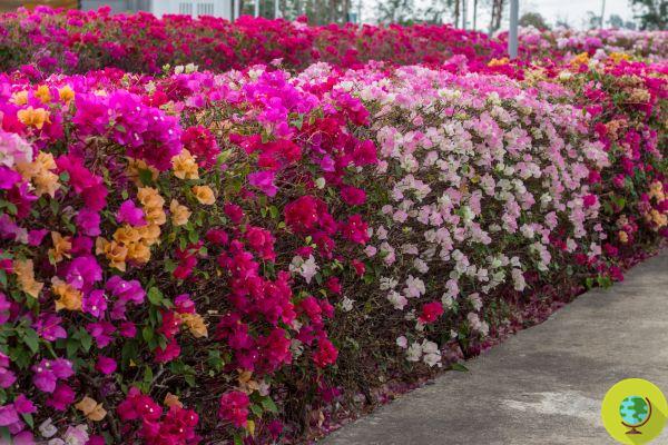 Dipladenia or Bouganville? Differences between the two most popular climbing plants