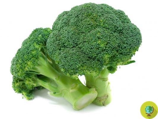Benefort: here is the super broccoli that helps lower 