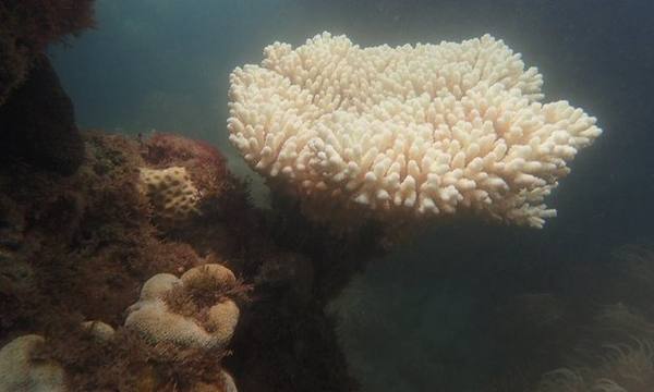 Los corales se están muriendo: Alerta de blanqueamiento de la Gran Barrera de Coral (PETICIÓN)