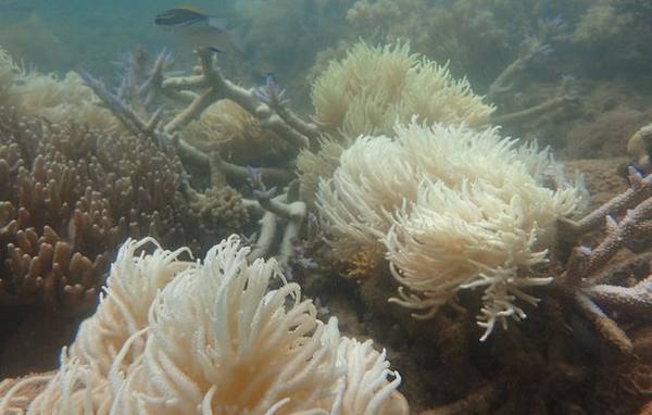 Os corais estão morrendo: alerta de branqueamento da Grande Barreira de Corais (PETIÇÃO)