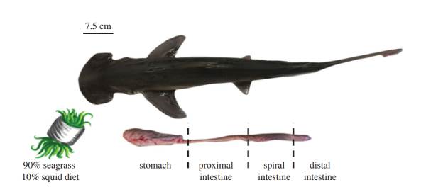 Sphyrna tiburo: el primer tiburón omnívoro que se alimenta principalmente de algas y plantas acuáticas