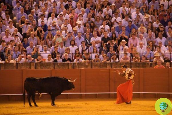 The investigation that reveals all the suffering of bullfighting bulls (funded by the EU)