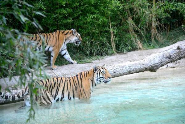 Día mundial del tigre: podría extinguirse dentro de 5 años (#tigerday)