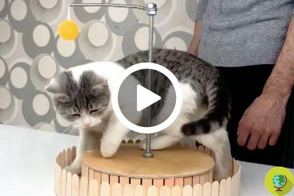 [VIDEOTUTORIAL] Como construir um brinquedo para o seu gato a custo (quase) zero