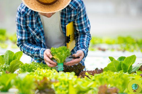 How Japan is revolutionizing agriculture without land, workers and 90% less water
