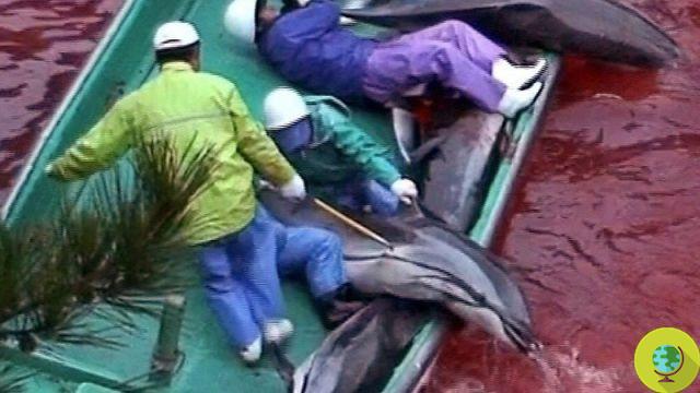 Dauphins : le massacre continue dans la « crique » de Taiji. Pétitions pour la libération d'un militant de Sea Shepherd arrêté