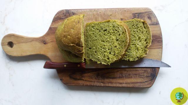Pan verde con espinacas: ¡un pan casero verdaderamente verde!