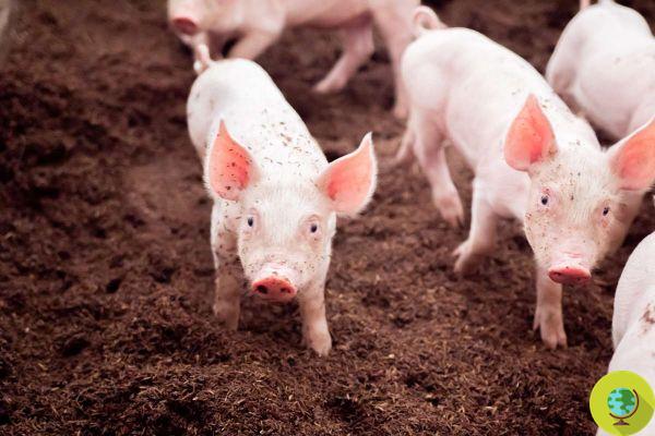 Les scientifiques ont décodé les grognements des cochons pour la première fois, révélant leurs émotions