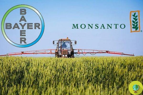 Bayer and Monsanto: green light for Trump's US agrochemical giant
