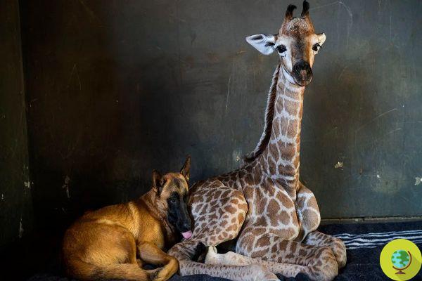 Goodbye Jazz, the baby giraffe who made friends with the dog Hunter