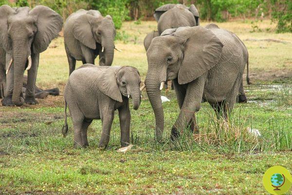 ¡Victoria! Detener la captura de elefantes salvajes africanos para zoológicos y circos