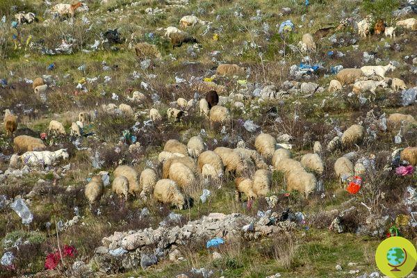 Ces photos déchirantes de la pollution plastique dans le monde frappent durement