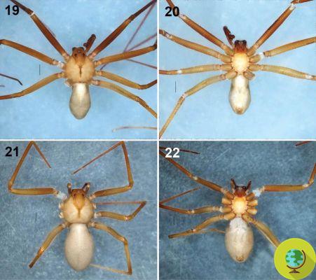 Discovery of a new species of violin spider capable of rotting skin and muscles with a single bite