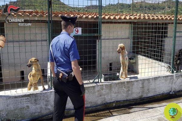 Canil Lager apreendido na Calábria: mais de 400 cães maltratados e desperdiçados com feridas visíveis na pele