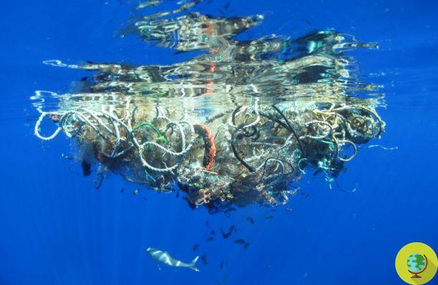 Oceanos em colapso: em 2050 não haverá mais peixes