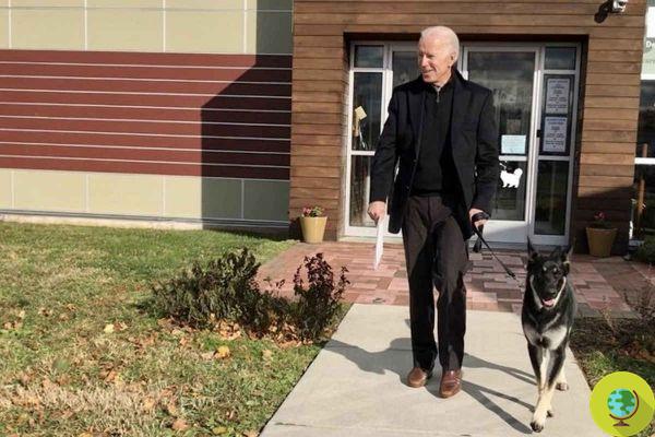 Los pastores alemanes de Biden listos para la ceremonia de inauguración. Por primera vez un perro adoptado de la perrera entra en la Casa Blanca